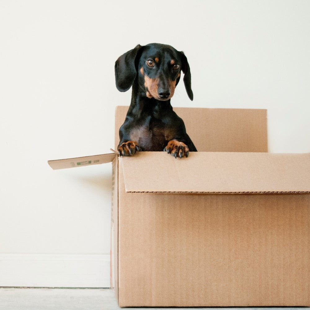 A black and brown dachshund peering over the edge of a brown moving box.